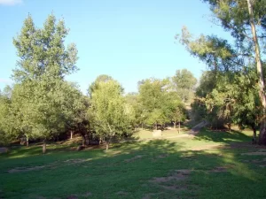 Camping Miami vistas hacia los arboles