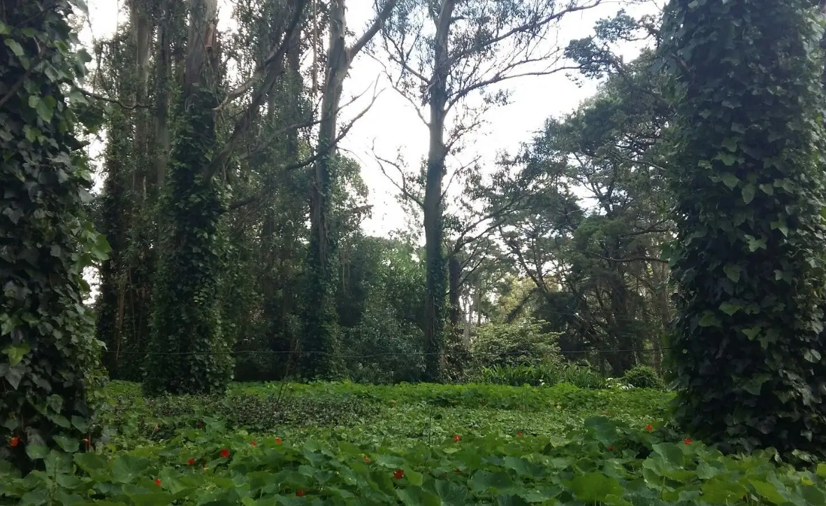 Bosque Peralta Ramos árboles verdes con pasto