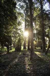 Bosque Peralta Ramos sol a través de los árboles