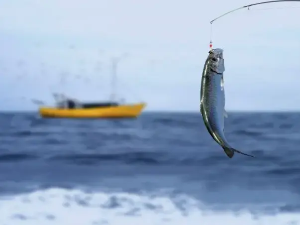 Pesca Recreativa en Mar del Plata