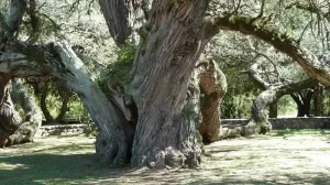 Algarrobo Abuelo