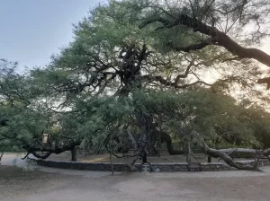 Algarrobo Abuelo