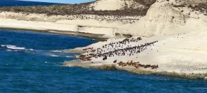 Reserva Lobería de Punta Loma